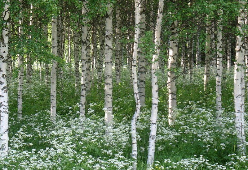 3-11/08/2020. Países Bálticos: Bosques y lagos en los Parques 